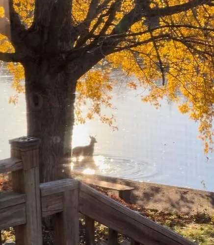 Fox River House * Plano